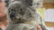 Koala.