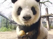 Bao-Bao ist der &auml;lteste in einem Zoo lebende Panda. Heute bekommt er Arztbesuch. Wer wei&szlig;: Vielleicht kann der 27-j&auml;hrige B&auml;r doch noch Vater werden?