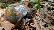 Die Carolina-Dosenschildkr&ouml;te ist ein G&auml;rtner ohne es zu wissen. Sie fressen die Fr&uuml;chte des Maiapfels und verteilen die Samen mit der passenden Portion D&uuml;nger.