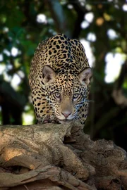 Ein Jaguar im brasilianischen Pantanal. Bis vor kurzem hatten nur wenige Menschen den Jaguar in der freien Wildbahn gesehen.