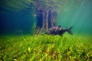 Eine Brachse schwimmt &uuml;ber einem Teppich aus Unterwasserpflanzen. Brachsen sind gerne in n&auml;hrstoffreichen Gew&auml;ssern unterwegs.