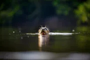 Der Riesenotter kommt insbesondere im Regenwaldgebiet des Amazonas vor.