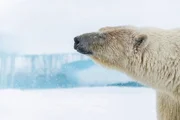 Polar bear profile, Svalbard, Arctic Norway.