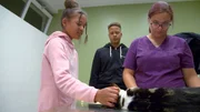 Kater Charly hat eine gro&szlig;e Risswunde am Bauch und muss in der Nacht sofort operiert werden. Lunelle und Denzel Ntongho sind sehr in Sorge.