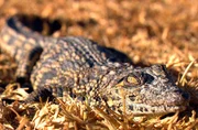Sieht bedrohlich aus - ist aber nur ein Baby-Krokodil. Sieht bedrohlich aus - ist aber nur ein Baby-Krokodil.