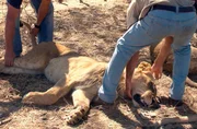 Die jungen Löwen werden für eine Untersuchung betäubt. Die jungen Löwen werden für eine Untersuchung betäubt.
