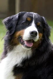 Keks h&ouml;rt es rufen. Wer mag das sein?