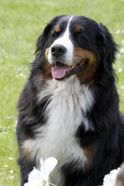 Keks wartet auf seine neuen Freunde.