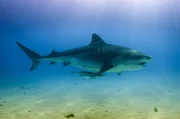 Der Tigerhai ist eine der verbreitetsten Haiarten im Great Barrier Reef.