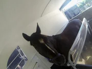 Das ver&auml;ngstigte Pferd "Eros" muss lernen, mit dem Anh&auml;nger transportiert zu werden.