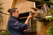 Tierpflegerin Sam im Faultiergehege.