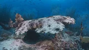 Tepichhai (Wobbegong)
