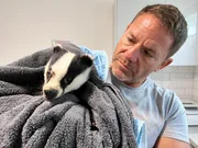 Steve Backshall hält einen jungen Dachs. Steve Backshall hält einen jungen Dachs.