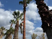 Davit Arican Davit Arican