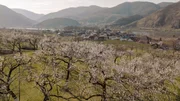 Marillenblüte bei Spitz- Wachau. Marillenblüte bei Spitz- Wachau.