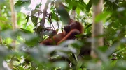 Jeden Abend konstruieren Orang-Utans ein neues Schlafnest in den Baumkronen.
