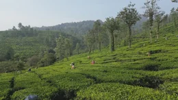 Dichte W&auml;lder und weitl&auml;ufige Teeplantagen: Rund um Wayanad wird seit dem 19. Jahrhundert Tee angebaut.