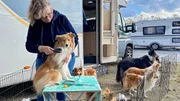 Zur großen Internationen Rassehundeausstellung in Rostock sind viele Züchter sogar mit Wohnmobilen angereist. Zur großen Internationen Rassehundeausstellung in Rostock sind viele Züchter sogar mit Wohnmobilen angereist.