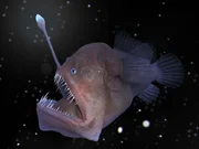 Tiefsee-Anglerfisch