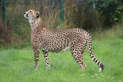 Gepard
