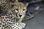 Gepard