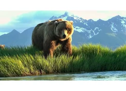 Seit 30 Jahren kommt Reno Sommerhalder nach Alaska: eine der b&auml;renreichsten Gegenden der Welt.