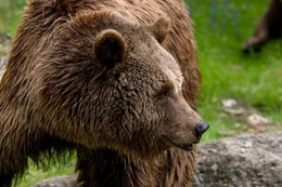 B&auml;r