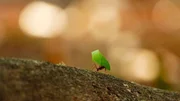 Anschlie&szlig;end tragen die Arbeiterinnen die Bl&auml;tterschnipsel auf ihren Ameisenstra&szlig;en in Richtung Bau. Das Nest befindet sich im Untergrund.