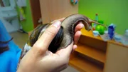 Anna traut sich, eine Riesenschnecke auf ihre Hand zu nehmen. Sie f&uuml;hlt sich weniger glitschig an als gedacht.