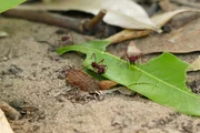 Blattschneiderameisen bei der Arbeit. Mit ihren Mundwerkzeugen zerkleinern die Insekten saftige Bl&auml;tter.