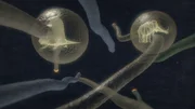 Die bahnbrechende Idee der Evolutionstheorie geht auf Charles Darwin zur&uuml;ck und l&auml;sst heute Zusammenh&auml;nge zwischen den verschiedensten Tierrassen erkennen.