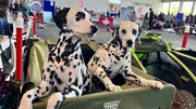 Hunde aus allen erdenklichen Rassen tummeln sich auf der Internationalen Rassehundeausstellung in Rostock. Eine der größten Hundemessen in Norddeutschland. Hunde aus allen erdenklichen Rassen tummeln sich auf der Internationalen Rassehundeausstellung in Rostock. Eine der größten Hundemessen in Norddeutschland.