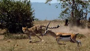 Als bester Sprinter im Tierreich schafft der Gepard &uuml;ber 110 Stundenkilometer.