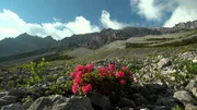 Alpenrosen am Hahntenjoch &ndash; Lechtal.