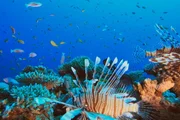 Australiens Meereswunder Am Great Barrier Reef Es ist Lebensraum f&uuml;r 1500 Fisch- und 5000 Weichtierarten.