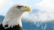 Weisskopfseeadler. Weisskopfseeadler.