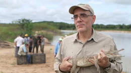 170 junge Orinoco-Krokodile setzen Omar Hernandez und die Mitarbeiter der El Hato Masaguaral Ranch heute aus, in der Hoffnung, dass sie den Bestand in freier Wildbahn vergr&ouml;&szlig;ern.