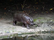 Paul ist zwar nur ein Zwergflusspferd, gebärdet sich aber wie ein ganz Großer. Vor allem, wenn er auf die Waage soll. Er zieht es vor, auf der Außenanlage abzutauchen. Paul ist zwar nur ein Zwergflusspferd, gebärdet sich aber wie ein ganz Großer. Vor allem, wenn er auf die Waage soll. Er zieht es vor, auf der Außenanlage abzutauchen.