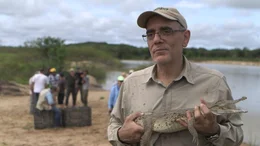170 junge Orinoco-Krokodile setzen die Mitarbeiter von Hato Masaguaral heute aus, in der Hoffnung, dass sie den Bestand in freier Wildbahn vergr&ouml;&szlig;ern.