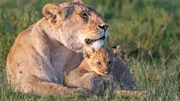 Marsh Pride L&ouml;win und ihr Junges.