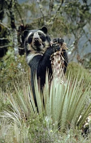 Anden- oder Brillenbären sind die einzige Bärenart Südamerikas und die letzten Überlebenden aus der Unterfamilie der Kurzschnauzenbären, die bis zur letzten Eiszeit den gesamten nordamerikanischen Kontinent bewohnten. In den Nebelwäldern der Hochanden waren sie vor den Gletschermassen sicher und konnten sich über die Jahrtausende an diesen neuen Lebensraum anpassen. Anden- oder Brillenbären sind die einzige Bärenart Südamerikas und die letzten Überlebenden aus der Unterfamilie der Kurzschnauzenbären, die bis zur letzten Eiszeit den gesamten nordamerikanischen Kontinent bewohnten. In den Nebelwäldern der Hochanden waren sie vor den Gletschermassen sicher und konnten sich über die Jahrtausende an diesen neuen Lebensraum anpassen.
