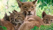 Der Nationalpark Eifel k&ouml;nnte auch einer Luchsfamilie ein Zuhause bieten.