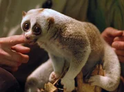 Der Plumplori liebt seinen Pfleger &uuml;ber alles. F&uuml;r Streicheleinheiten l&auml;sst er sogar sein Futter links liegen - sehr zur Freude anderer Interessenten im Nachttierhaus. Neuerdings verhindert der Plumplori sogar, dass der Pfleger das Gehege verlassen kann.