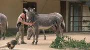 Zebra Nike aus dem Frankfurter Zoo hat scheinbar nichts gegen eine Schrubbeinheit von Pfleger Walter Arlt.