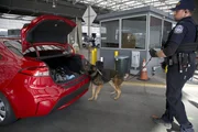 Der K9 von CBP-Officer Plamondon riecht und durchsucht das Fahrzeug eines Verd&auml;chtigen nach versteckten Schmuggelwaren (National Geographic).