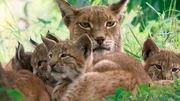 Der Nationalpark Eifel k&ouml;nnte auch einer Luchsfamilie ein Zuhause bieten.