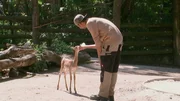Mhorr-Gazellenbaby Emma mit Pfleger Patrick Waymon im Frankfurter Zoo. Mhorr-Gazellenbaby Emma mit Pfleger Patrick Waymon im Frankfurter Zoo.