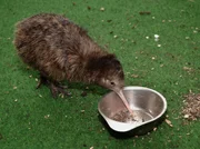 Kiwi Awa hat die Trennung von seinem Bruder schlecht verdaut. Nach dem Umzug von Kiaora in den Vogelpark Walsrode ließ Awas Appetit stark nach, der Laufvogel nahm an Gewicht ab. Hat er sich inzwischen wieder stabilisiert? Kiwi Awa hat die Trennung von seinem Bruder schlecht verdaut. Nach dem Umzug von Kiaora in den Vogelpark Walsrode ließ Awas Appetit stark nach, der Laufvogel nahm an Gewicht ab. Hat er sich inzwischen wieder stabilisiert?