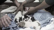 Puppies. Puppies.