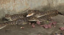 Gesch&auml;tzte 1.500 Orinoco-Krokodile leben heute noch in Freiheit. Auf der Privatranch Hato Masaguaral werden die Tiere nachgez&uuml;chtet.